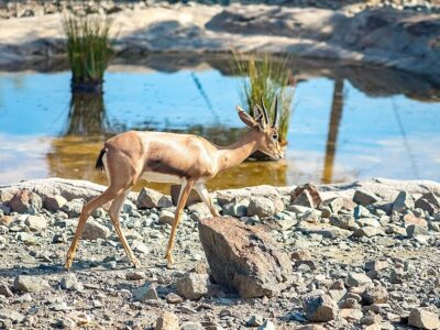 ARAM deer cafe Sharjah